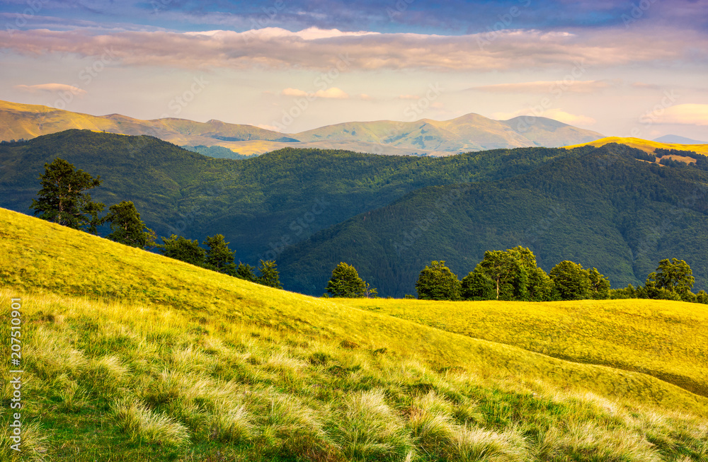 row of trees on grassy hillside in evening. Svydovets mountain ridge in the distance under  the colorful sky. beautiful landscape of Carpathian mountains