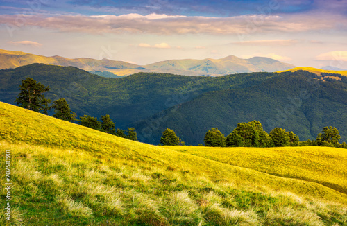 row of trees on grassy hillside in evening. Svydovets mountain ridge in the distance under the colorful sky. beautiful landscape of Carpathian mountains © Pellinni
