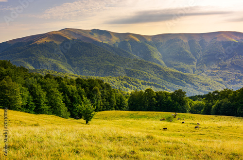 cattle of cow grazing at the foot of Apetska mountain. wide grassy meadow on hillside surrounded with beech forest. beautiful Carpathian summer landscape in afternoon