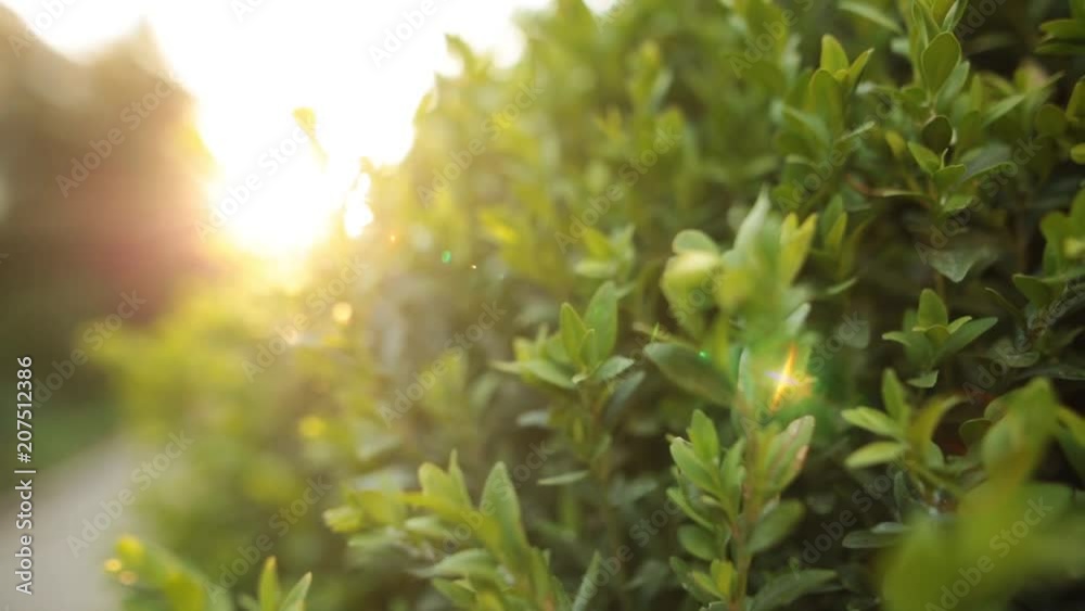 Dolly shot of a green bush with sunrays and flare in slow motion. Dolly shot of a green bush with sunrays and flare in slow motion.
