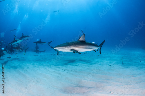 Fototapeta Naklejka Na Ścianę i Meble -  Caribbean reef shark