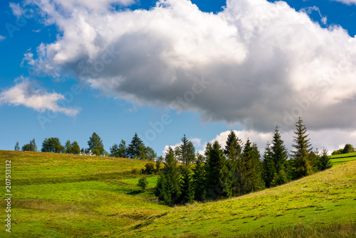 spruce woodlot on a grassy hillside. lovely nature scenery. blue sky with huge fluffy cloud