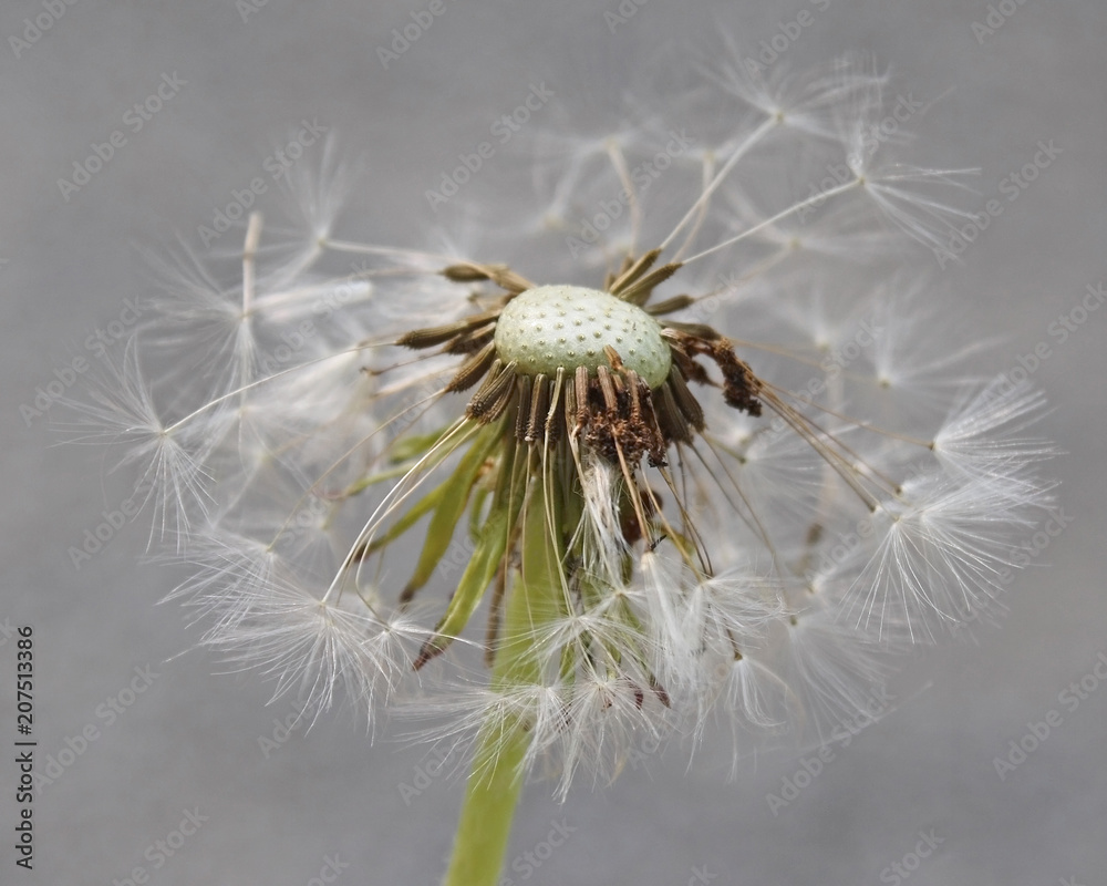 Fototapeta premium Close up of the Dandelion flower after it has gone to seed 