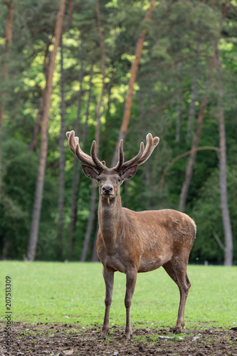 cerf mâle en velours, red deer © Wildpix imagery