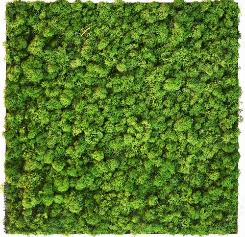 moss wall