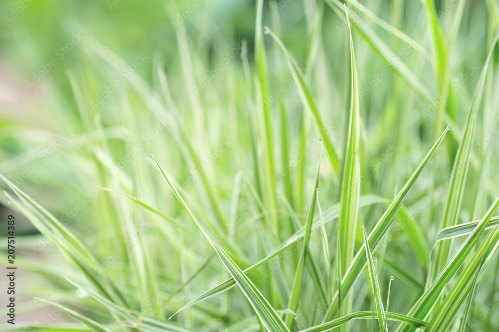 Close up of fresh thick grass nature background Close up of fresh thick grass nature background