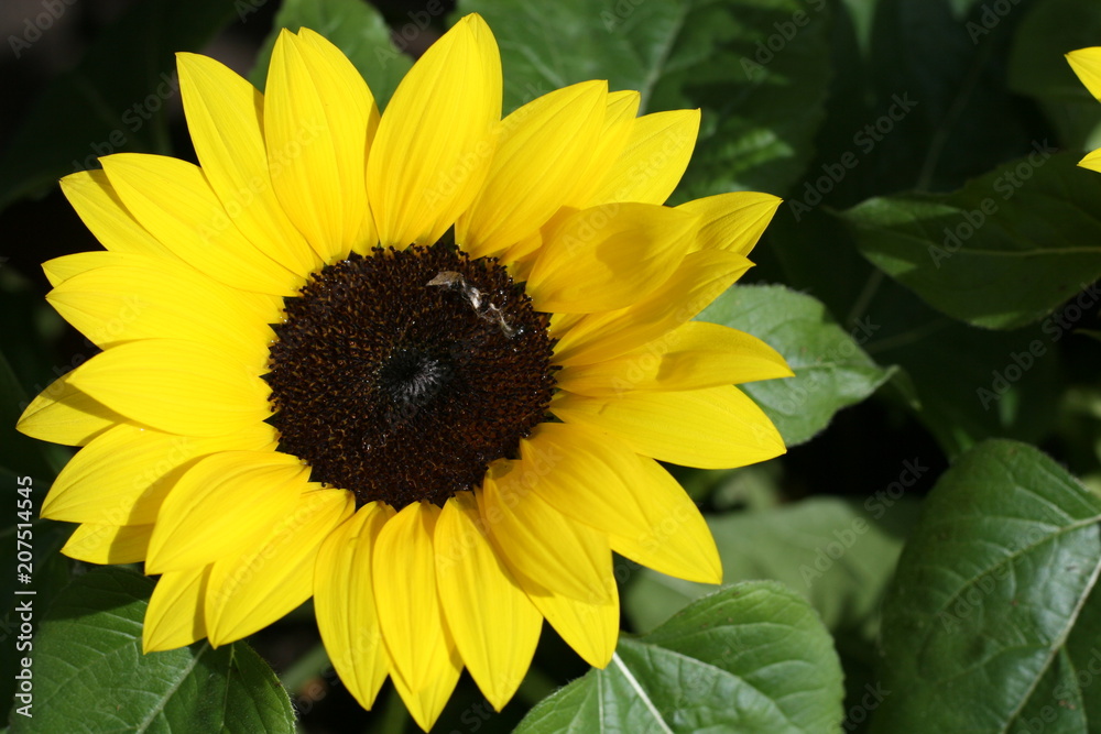 Sonnenblume Sonnenblume