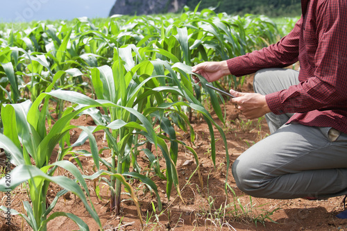 farmer using tablet computer checking data of agriculture corn field