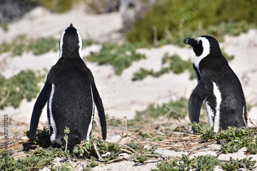 Closeup of two cute Jackass Penguins on the Boulders Beach in Cape Town in South Africa