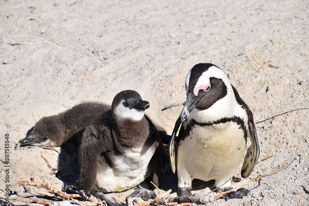 Obraz premium Closeup of two cute Jackass Penguins on the Boulders Beach in Cape Town in South Africa