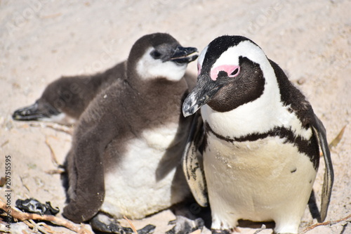 Closeup of two cute Jackass Penguins on the Boulders Beach in Cape Town in South Africa