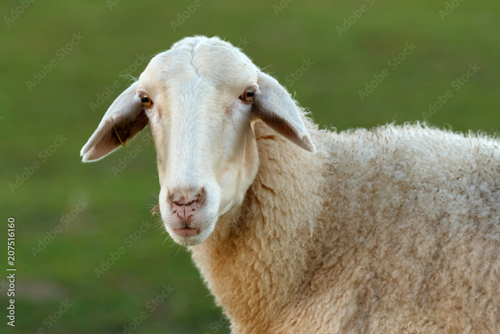 Beautiful lamb in the landscape
