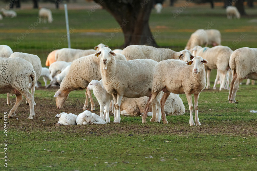 Beautiful lambs and sheeps