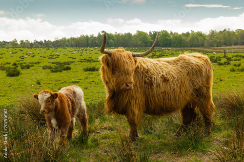 Highland cow and calf in the Scottish highlands