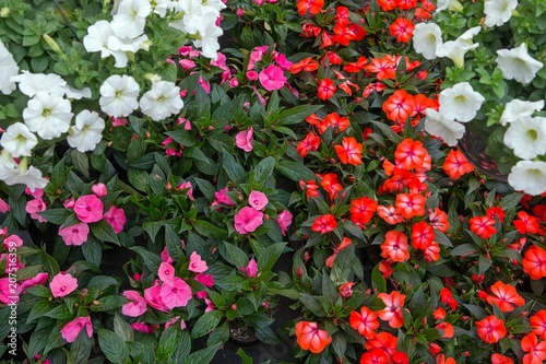 Flowers in gardencentre. Flowershop photo