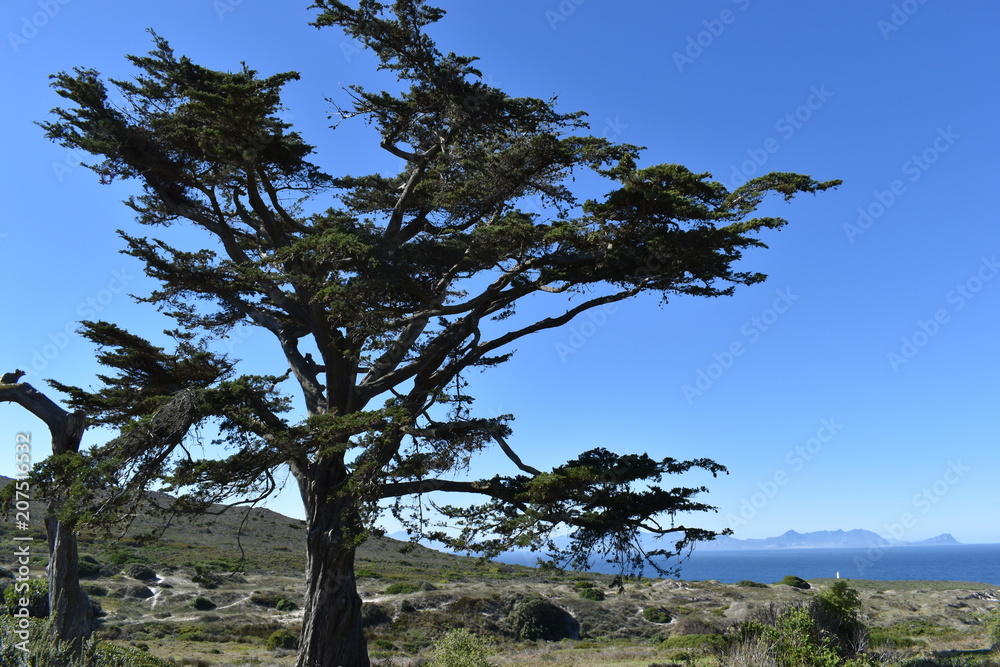 Beautiful nature with many big trees on the way to the Cape of Good Hope in Cape Town on the Cape Peninsula Tour in South Africa Beautiful nature with many big trees on the way to the Cape of Good Hope in Cape Town on the Cape Peninsula Tour in South Africa