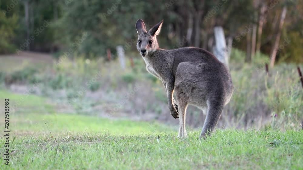 Eastern Australian Grey Kangaroo feeding in a field Eastern Australian Grey Kangaroo feeding in a field