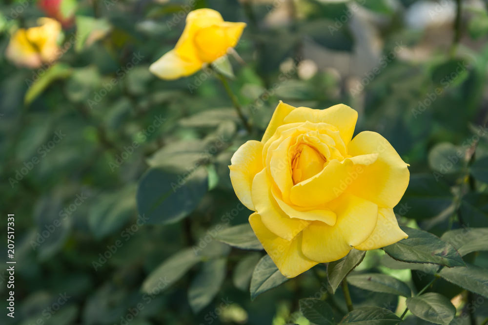 Garden rose flower Garden rose flower