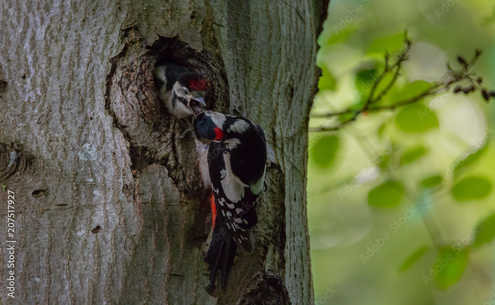 Fototapeta premium Great spotted Woodpecker