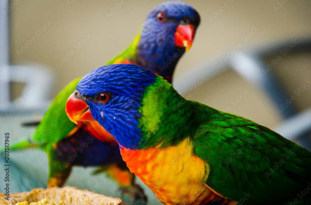 Blue green yellow lorikeet parrot birds enjoying eating with friends and family