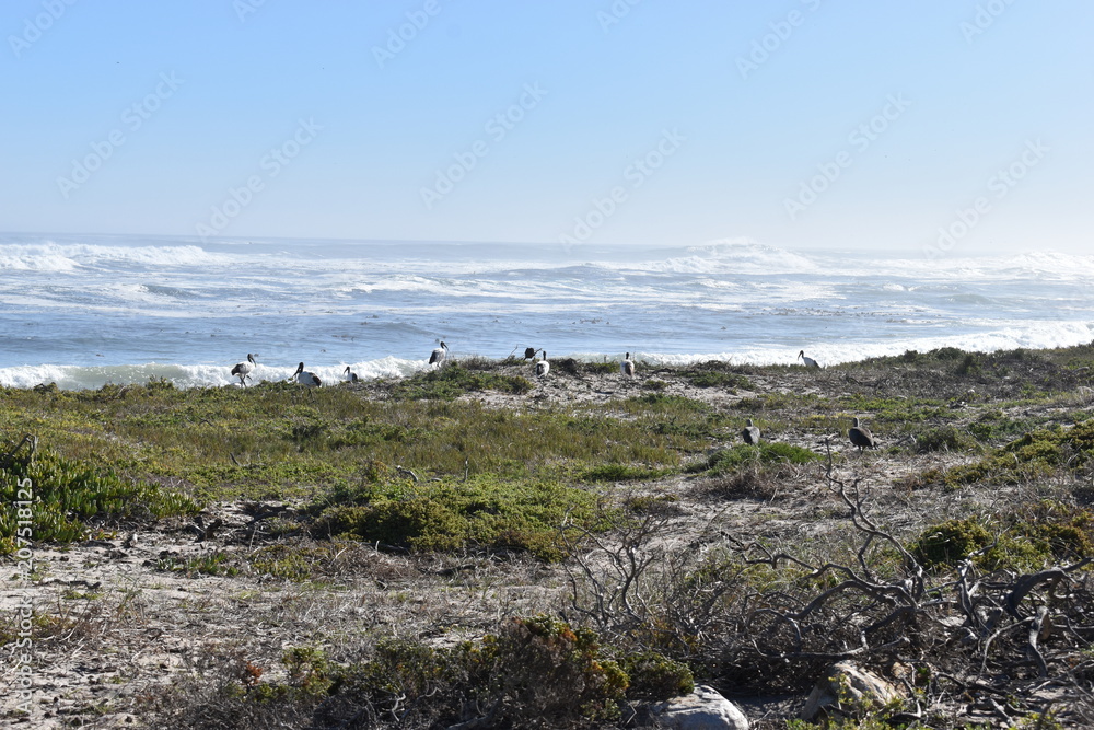 Beautiful scenery with many white herons on the beach near Cape of Good Hoe in cape Town, South Africa