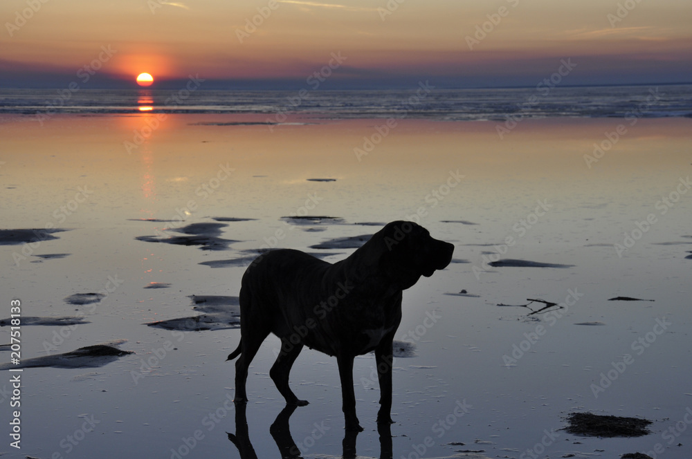 Silhouette of the dog at sunset. The view of the animal at the coast in the evening. Summer dawn near the ocean Silhouette of the dog at sunset. The view of the animal at the coast in the evening. Summer dawn near the ocean