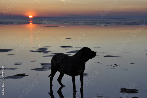 Silhouette of the dog at sunset. The view of the animal at the coast in the evening. Summer dawn near the ocean