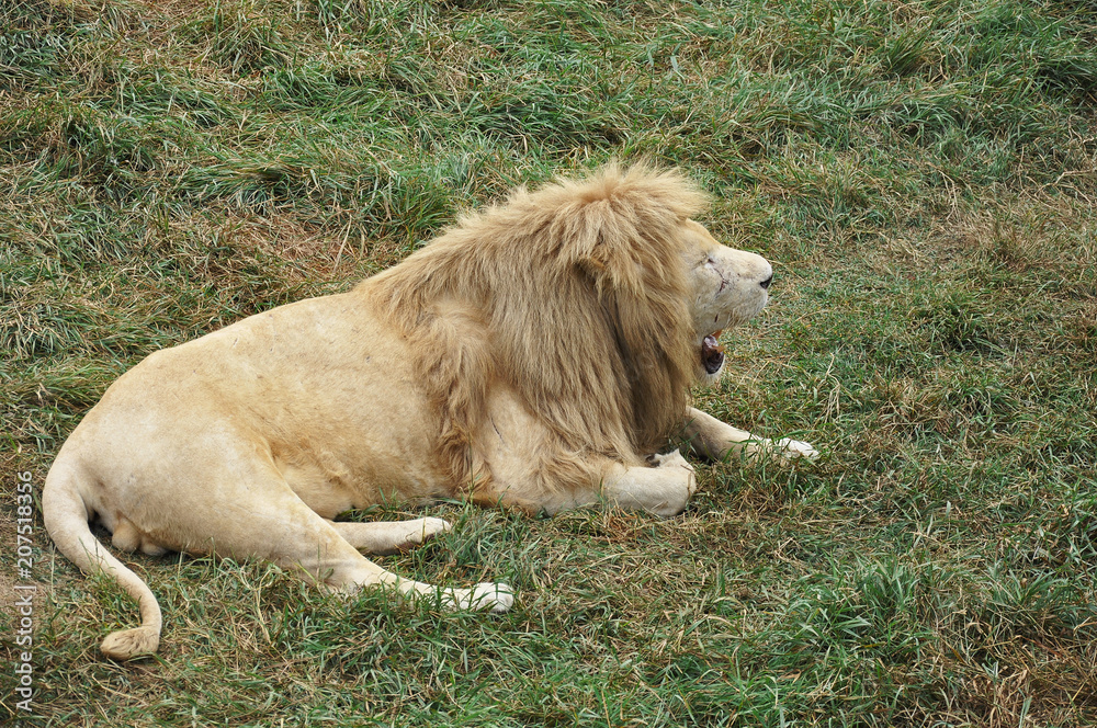 A roaring lion in safari nature. Closeup dangerous cat in the green nature A roaring lion in safari nature. Closeup dangerous cat in the green nature