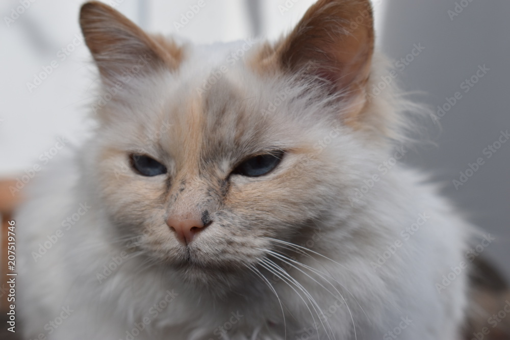 Closeup of a beautiful Persian cat with light blue eyes
