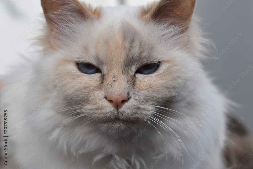 Closeup of a beautiful Persian cat with light blue eyes