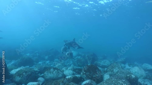Wallpaper Mural diving with dolphins Torontodigital.ca