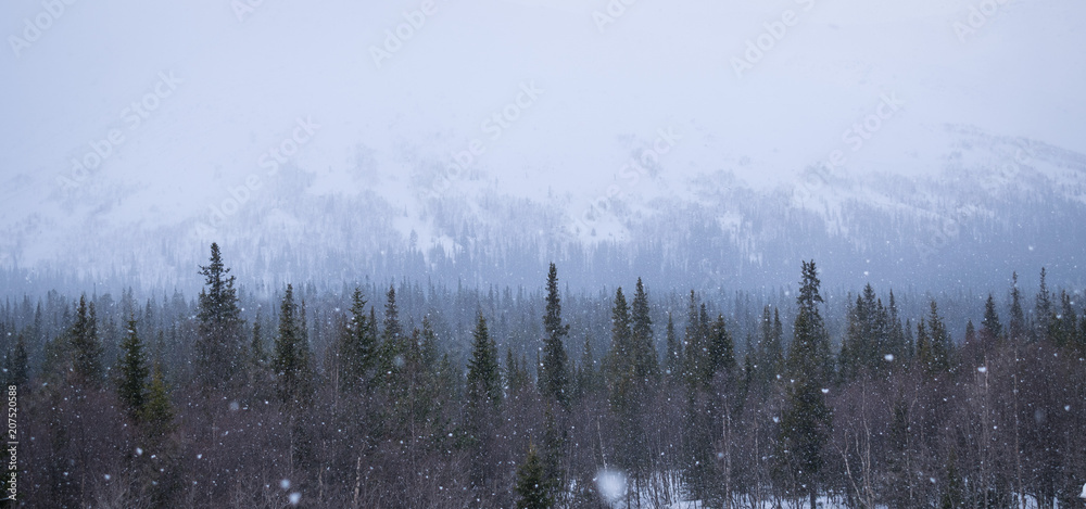 winter forest in the mountains, snowstorm, snowfall, romance.