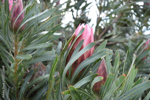 Colorful pink King Protea plants in the Botanical Garden in Cape Town in South Africa – the national flower of South Africa photo