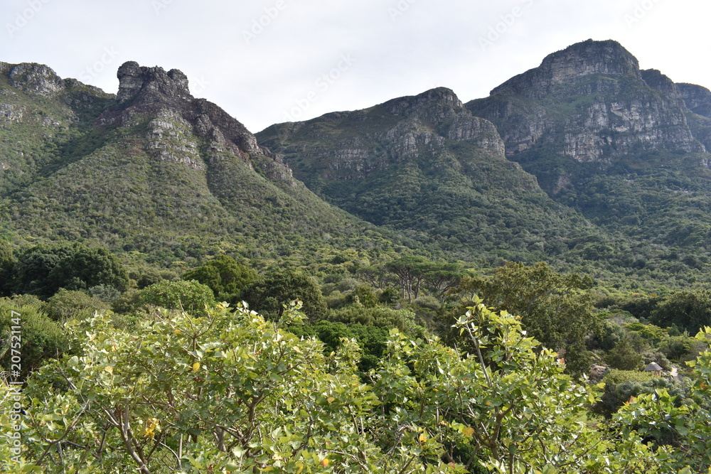 Landscape at the Botanical Garden in Cape Town in South Africa