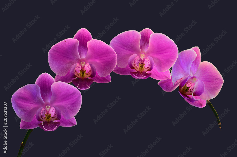 Dendrobium Orchid