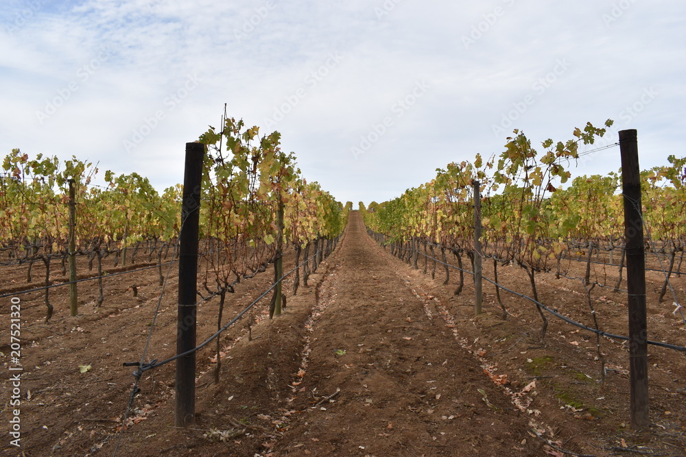 Famous Groot Constantia Wine Estate in Cape Town, South Africa Famous Groot Constantia Wine Estate in Cape Town, South Africa
