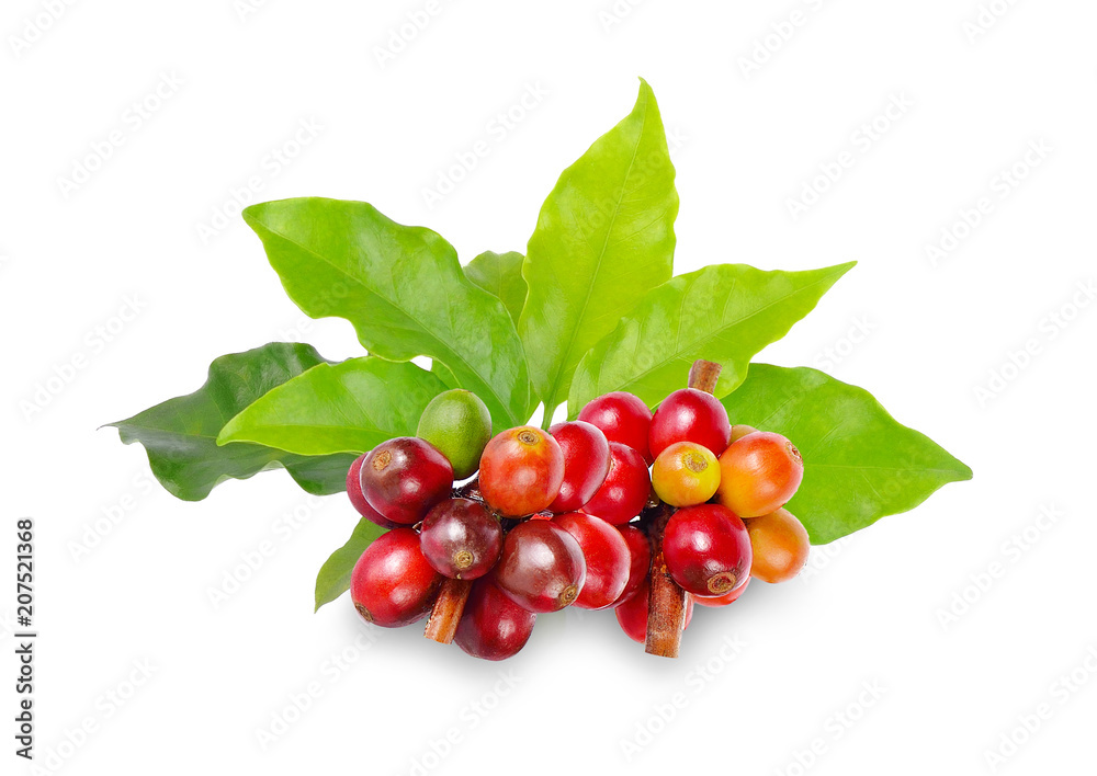 Red coffee beans on a branch of coffee tree on white background