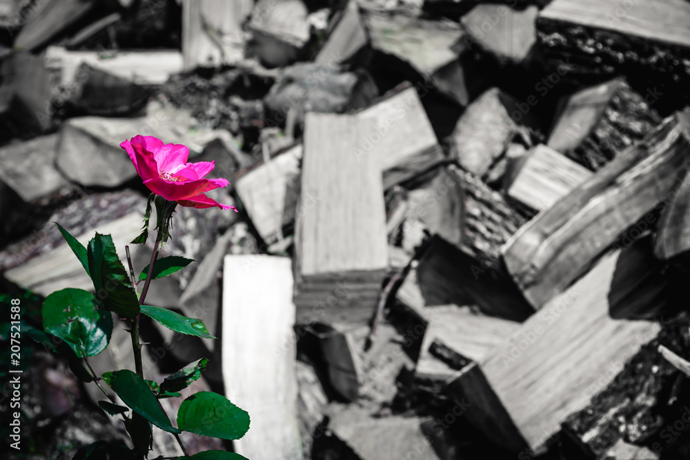 Pink rose in focus and black and white firewood in background; life and dead