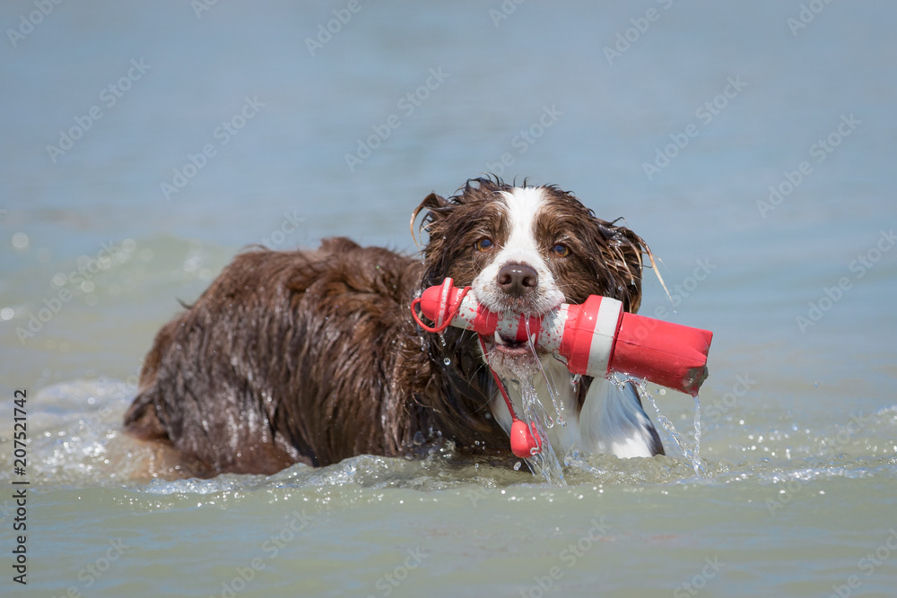 Border Collie hat Spaß im Wasser Border Collie hat Spaß im Wasser