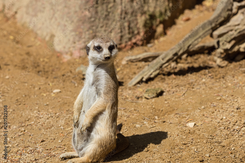 Surikata, Meerkat is sitting on the ground and looking around Surikata, Meerkat is sitting on the ground and looking around