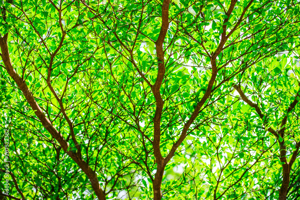 Greenery forest trees in summer, natural background. Greenery forest trees in summer, natural background.