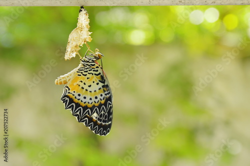 butterfly metamorphosis from cocoon and prepare to flying on aluminum clothes line in garden