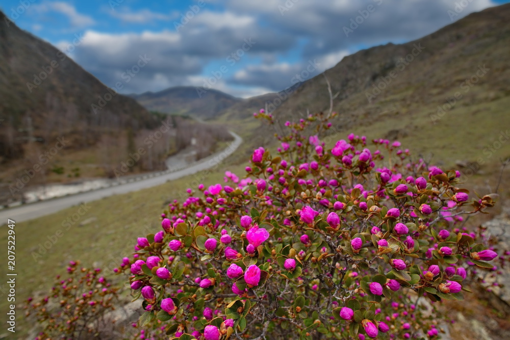 Russia. The South Of Western Siberia, spring flowers of the Altai mountains. Rhododendron. Its flowering period is the main event of spring in the Altai mountains, which attracts many tourists.
