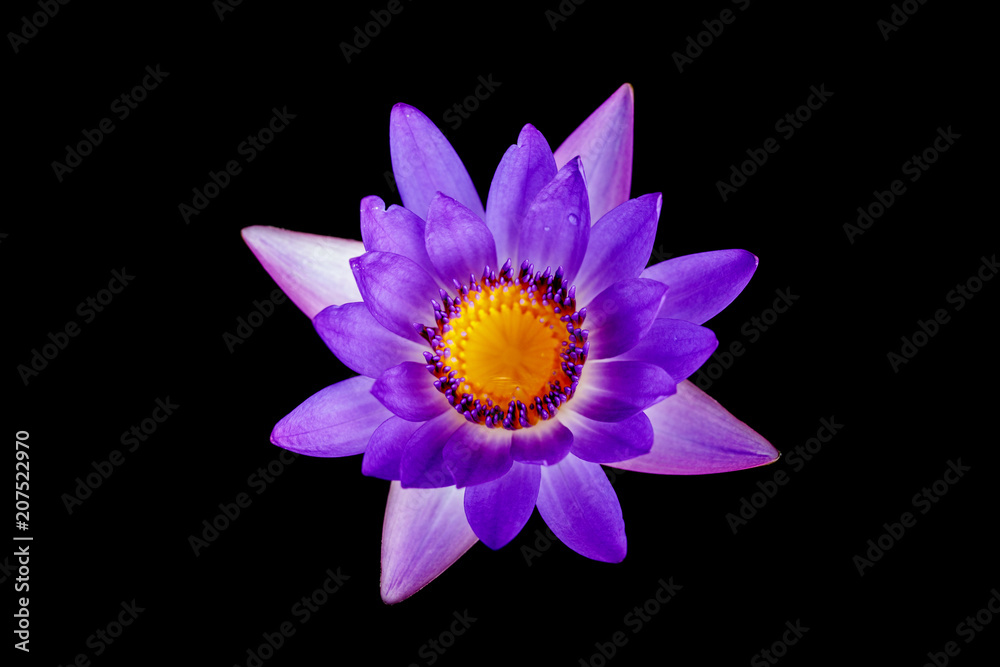 Beautiful purple lotus or water lily blooming with water drop in pollen isolated on black background. Beautiful purple lotus or water lily blooming with water drop in pollen isolated on black background.