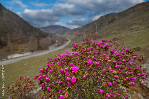 Russia. The South Of Western Siberia, spring flowers of the Altai mountains. Rhododendron. Its flowering period is the main event of spring in the Altai mountains, which attracts many tourists.