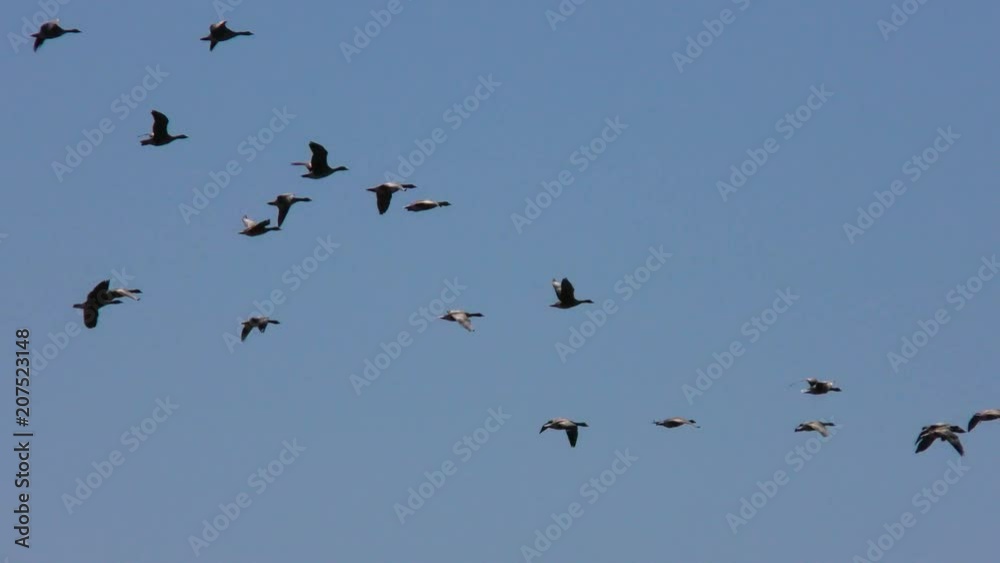 Large flock Wild migratory geese in the blue sky. The wedge of wild birds in flight. Large flock Wild migratory geese in the blue sky. The wedge of wild birds in flight.