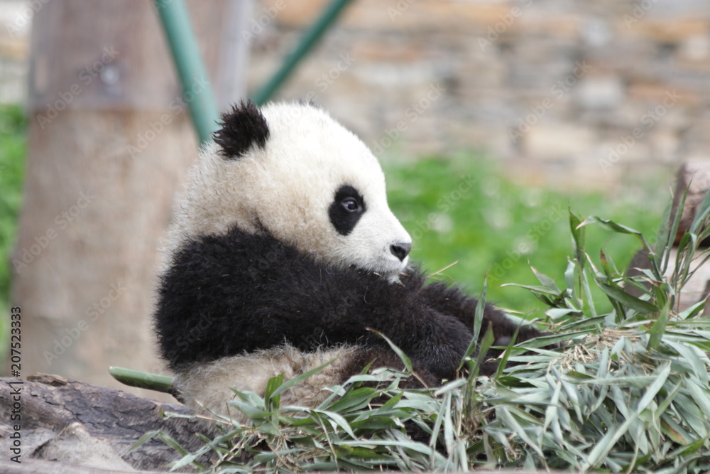Fototapeta premium Close up Cute Little Baby Panda Exploring the Playground, China