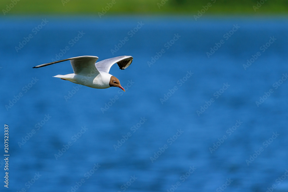 Obraz premium beautifully flying seagull