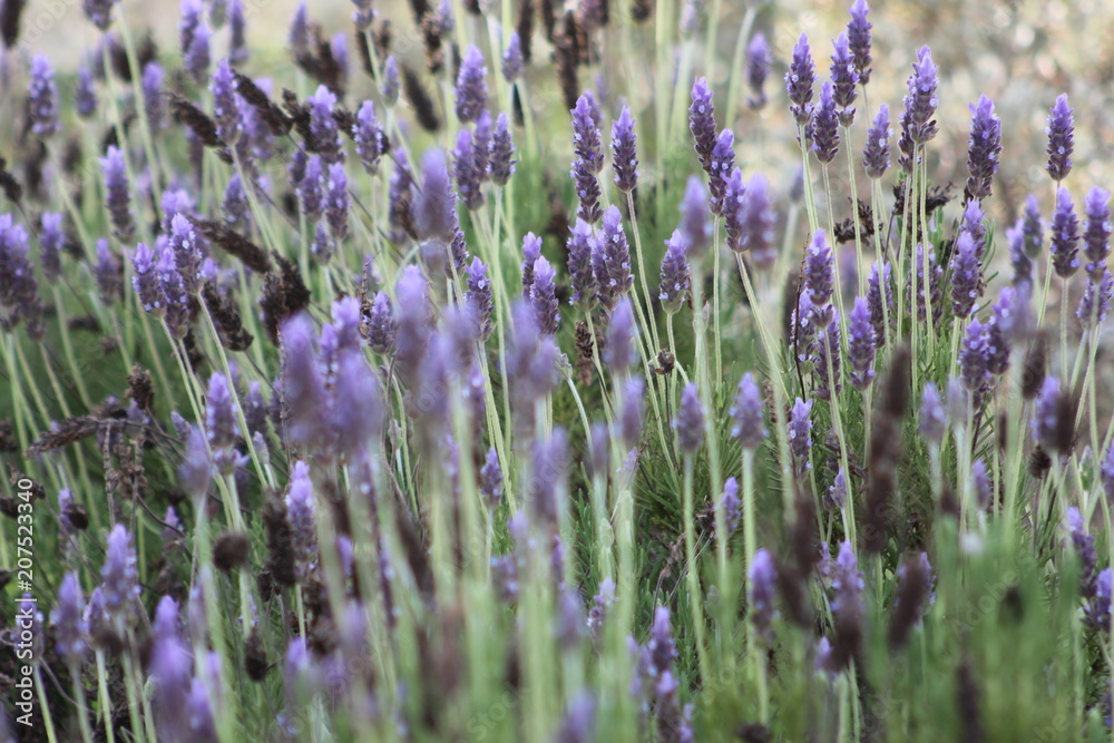Fototapeta premium Lavendel