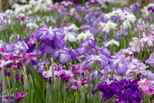 Irises in Horikiri iris garden   Horikiri iris garden is a garden free of admission fee located in Katsushika Ward  Tokyo  Japan